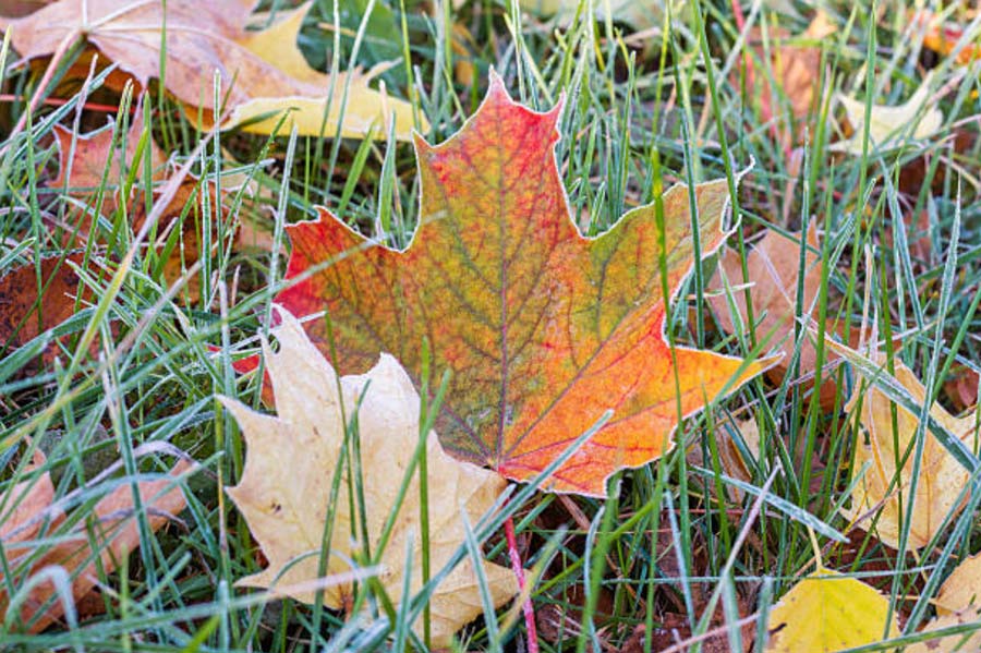 LEAVE THE LEAVES