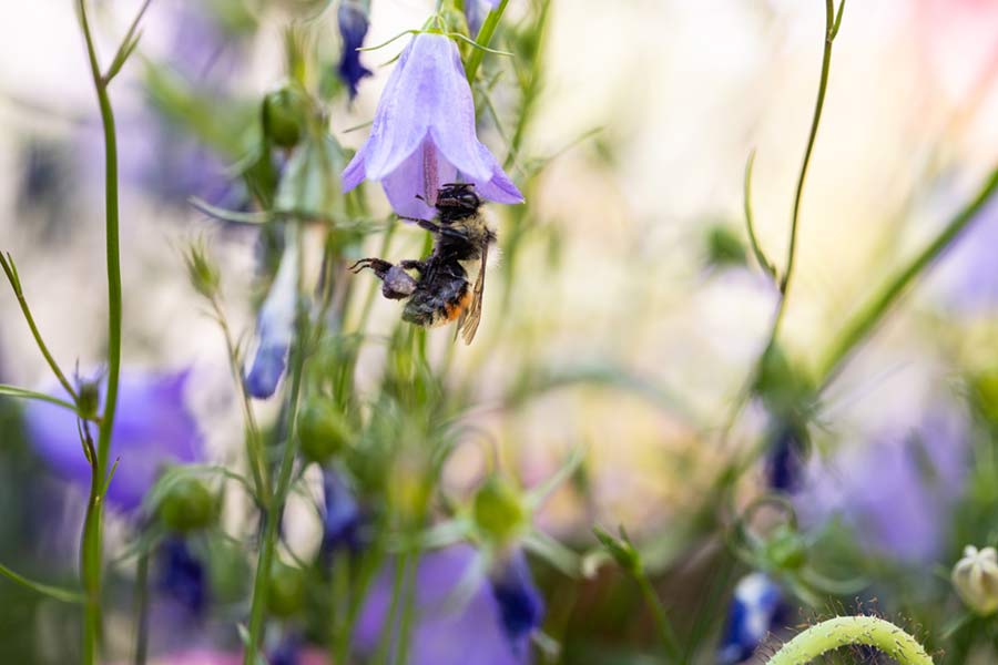 USE NATIVE PLANTS WHENEVER POSSIBLE